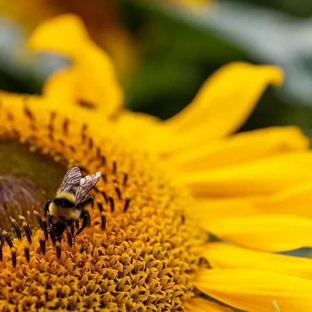 Zvonar Villa Rakotule